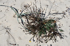 Verbascum pinnatifidum