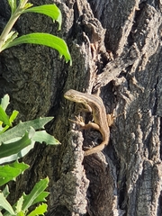 Liolaemus chiliensis