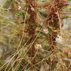 Cuscuta epithymum