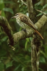 Myiodynastes luteiventris