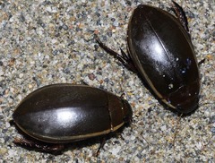 Cybister lateralimarginalis