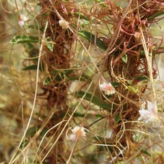 Cuscuta epithymum