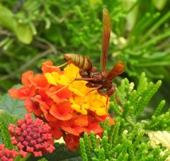 Polistes mexicanus