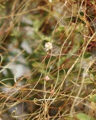 Cuscuta epithymum
