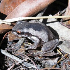 Litoria quiritatus