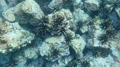 Eucidaris galapagensis