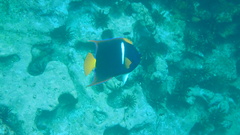 Holacanthus passer