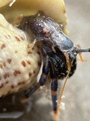 Clibanarius tricolor