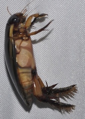Cybister lateralimarginalis