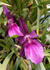 Miltonia