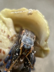 Clibanarius tricolor