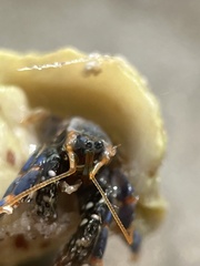 Clibanarius tricolor