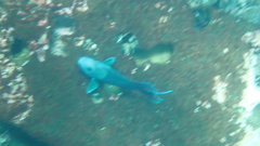 Microspathodon dorsalis