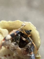 Clibanarius tricolor