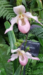 Phragmipedium
