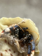 Clibanarius tricolor