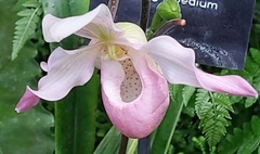 Phragmipedium