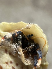 Clibanarius tricolor