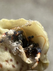 Clibanarius tricolor