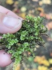 Plagiomnium cuspidatum