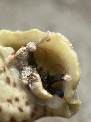 Clibanarius tricolor