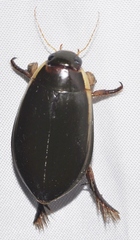 Cybister lateralimarginalis