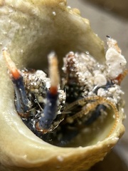 Clibanarius tricolor