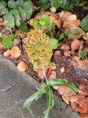 Sorghum bicolor
