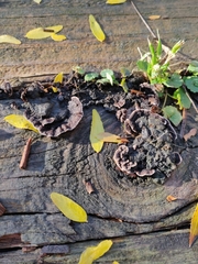 Punctularia strigosozonata
