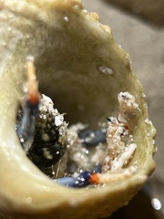 Clibanarius tricolor