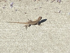 Sceloporus occidentalis