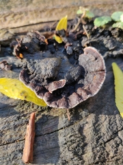 Punctularia strigosozonata