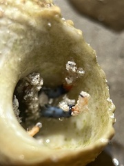 Clibanarius tricolor