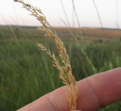 Agrostidinae