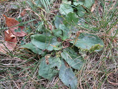 Plantago major