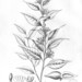 Geissospermum laeve - Photo 
Joann. Müller (text Apocynaceae), ei tunnettuja tekijänoikeusrajoituksia (Tekijänoikeudeton)