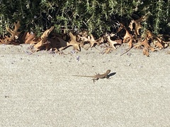 Sceloporus occidentalis
