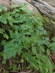 Conioselinum gmelinii