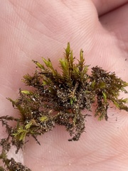 Schistidium crassipilum