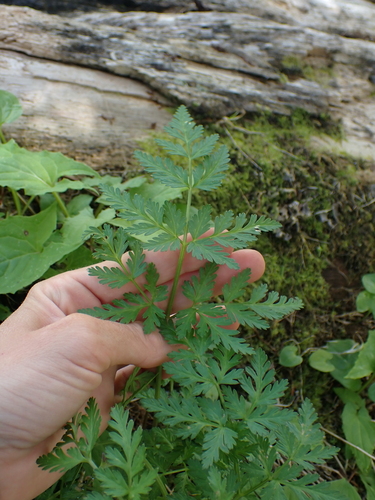 Image of Conioselinum gmelinii by no rights reserved