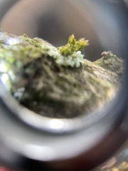 Orthotrichum diaphanum
