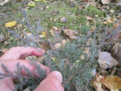 Juniperus virginiana