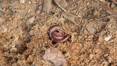 Parajulidae