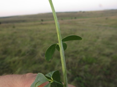 Chamaecytisus skrobiszewskii