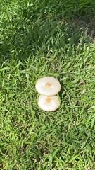 Chlorophyllum molybdites image
