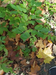 Celtis occidentalis
