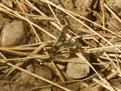 Chrysocale regalis