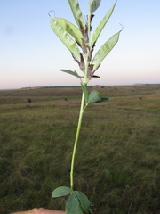 Chamaecytisus skrobiszewskii