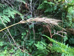 Elymus californicus