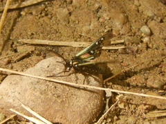 Chrysocale regalis